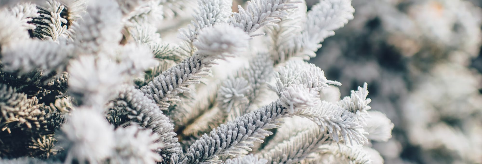 Frost on tree branches